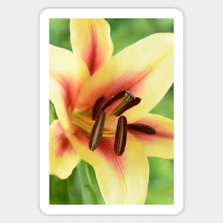 Lilium  &#39;Lavon&#39;  Lily  Oriental Trumpet lily cross  OT lily Sticker